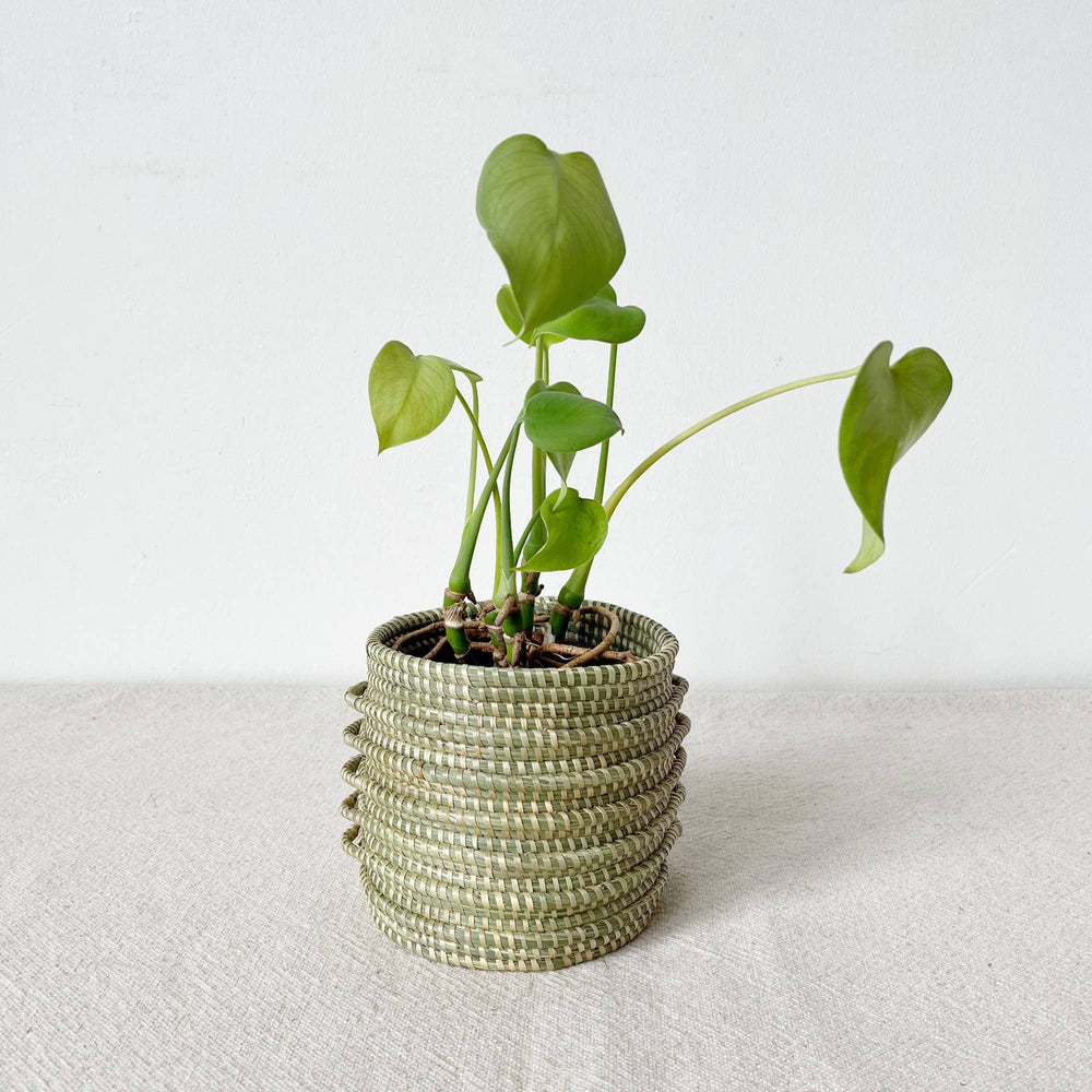 Kupanua Sweetgrass Planter Basket